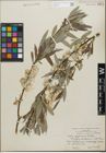 Foto von Salix geyeriana Andersson